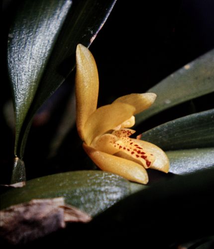 Maxillaria rufescens